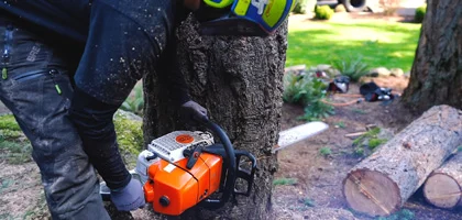 Smart Tree Service Revolutionizes Eco-Friendly Urban Tree Care with Innovative Solutions