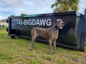Big Dawg Dumpsters Drops Insightful New SoundCloud Audio: “Dumpster Rental or Junk Removal?”