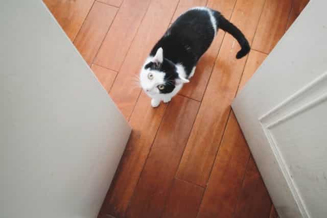 In Home Flooring Hardwood Floors