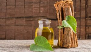 Toronto Functional Medicine Centre Introduces Informative Guide on Cat’s Claw in Latest Blog Post