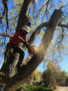 Precision Timber Felling: Premier Tree Removal Service with Unmatched Care and Precision in Northern Colorado