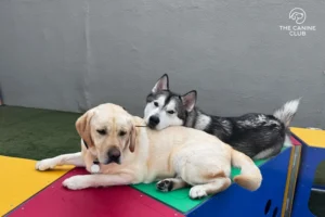 All Adoption Fees Waved by Baltimore County in Exciting “Spring Into Love” Initiative with The Canine Club