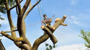 How Smart Tree Care Protects Your Property & Boosts Curb Appeal | Arborist Tips