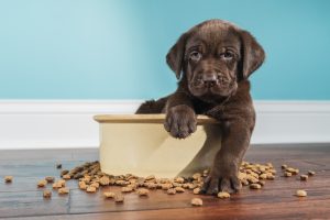 Plant-Powered Pups: New Study Shows Dramatic Environmental Gains From Plant-Based Dog Food in the UK