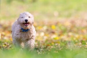 Is Dog Poop Toxic To Humans & The Environment? Kansas Pros Explain The Science