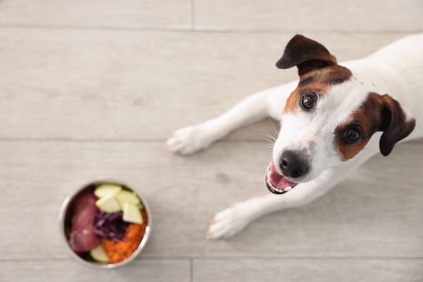 Pet Food Connect Expands Access to Advanced Veterinary Formulations