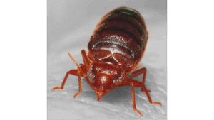 Can You Get Rid Of Bed Bugs In One Day? DC Metro Exterminators Say Yes