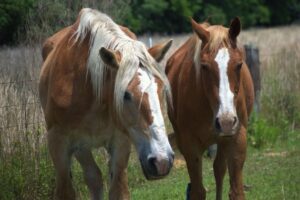Ingrained Recovery Announces Holistic Dual Diagnosis Treatment Programs With Equine Therapy.
