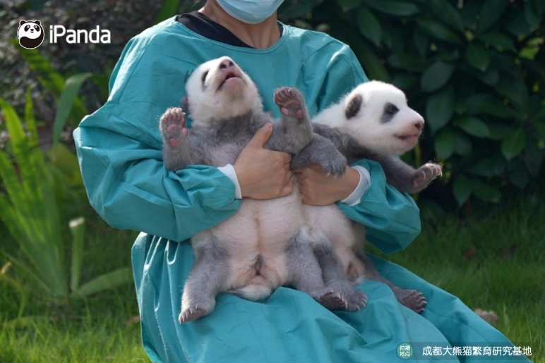 Unveiling The Secret of the Gray Giant Panda