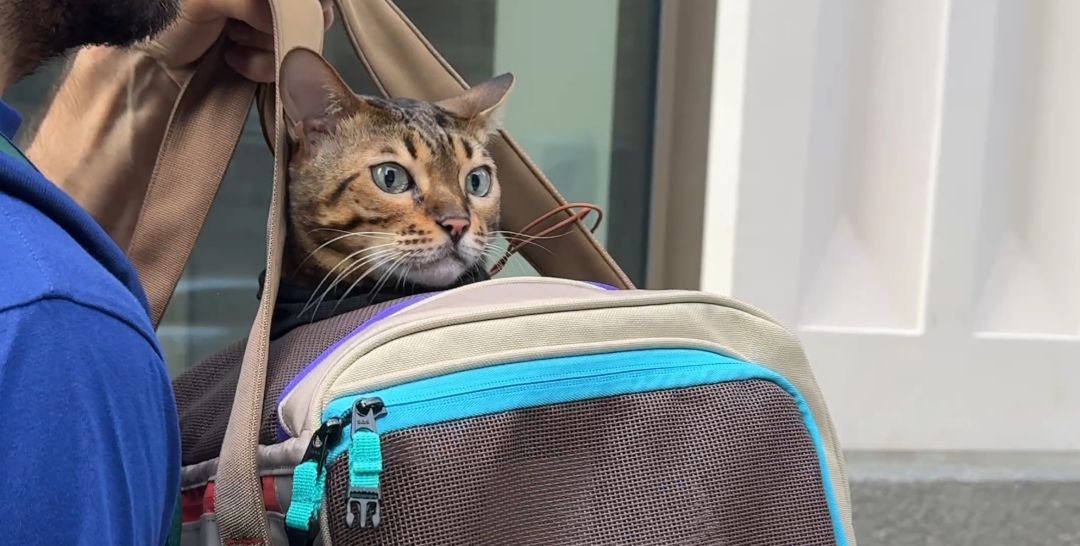 Zeppelin Cat Carrier Launches to Widespread Enthusiasm, Offering New Comfort and Safety Features for Adventure Cats